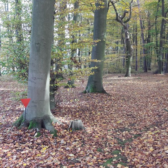Historisches Waldgelände, 2016 Historisches Waldgelände, 2016