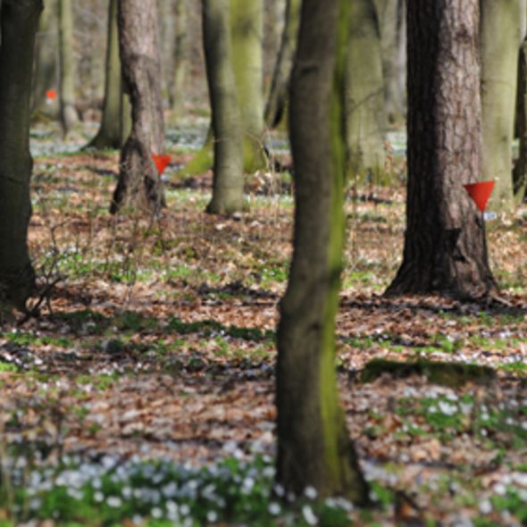 Bäume im historischen Waldlager mit Einritzungen von Häftlingen (© SBG, Foto: Stefan Erhard) Bäume im historischen Waldlager mit Einritzungen von Häftlingen (© SBG, Foto: Stefan Erhard)